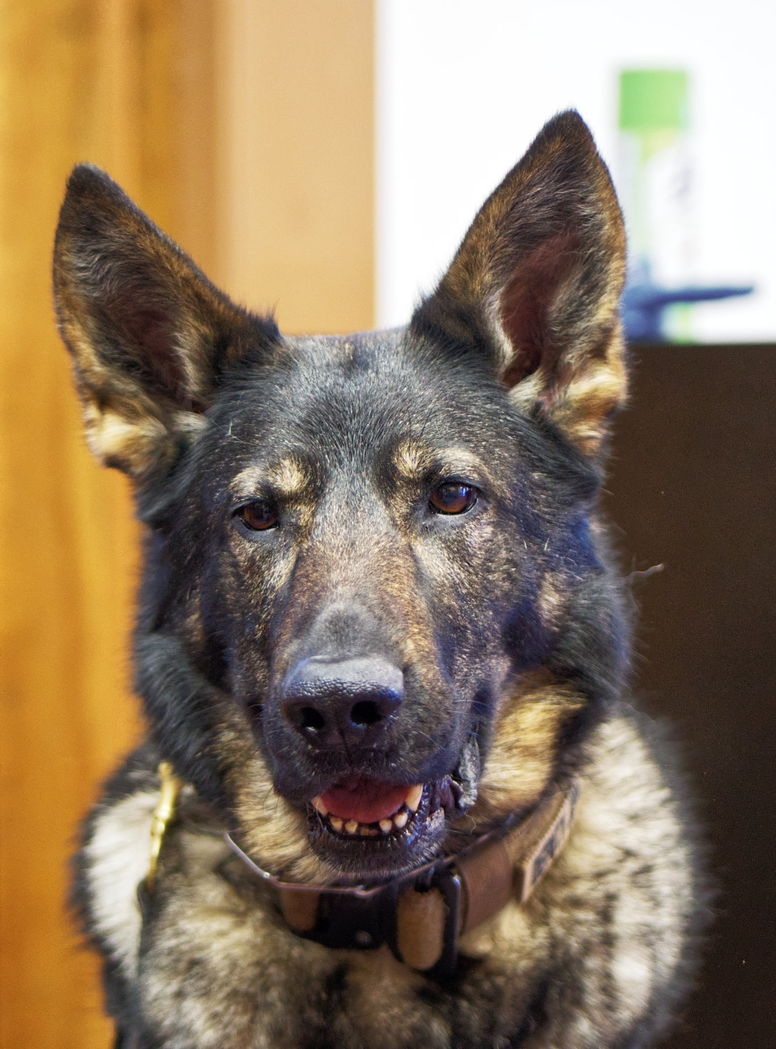 Juma, the law enforcement canine who captured the hearts of Wood County, had to be put down last week after suffering from Addison’s disease.